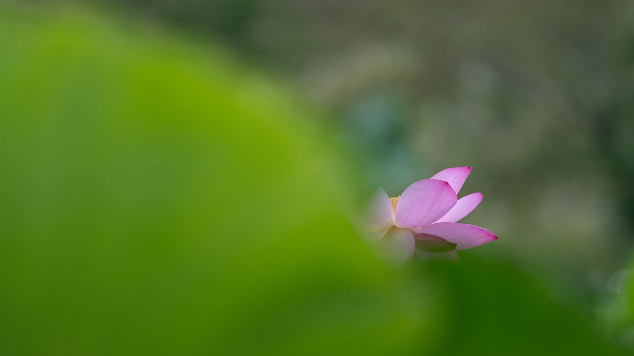 관곡지_20200725_0178-2