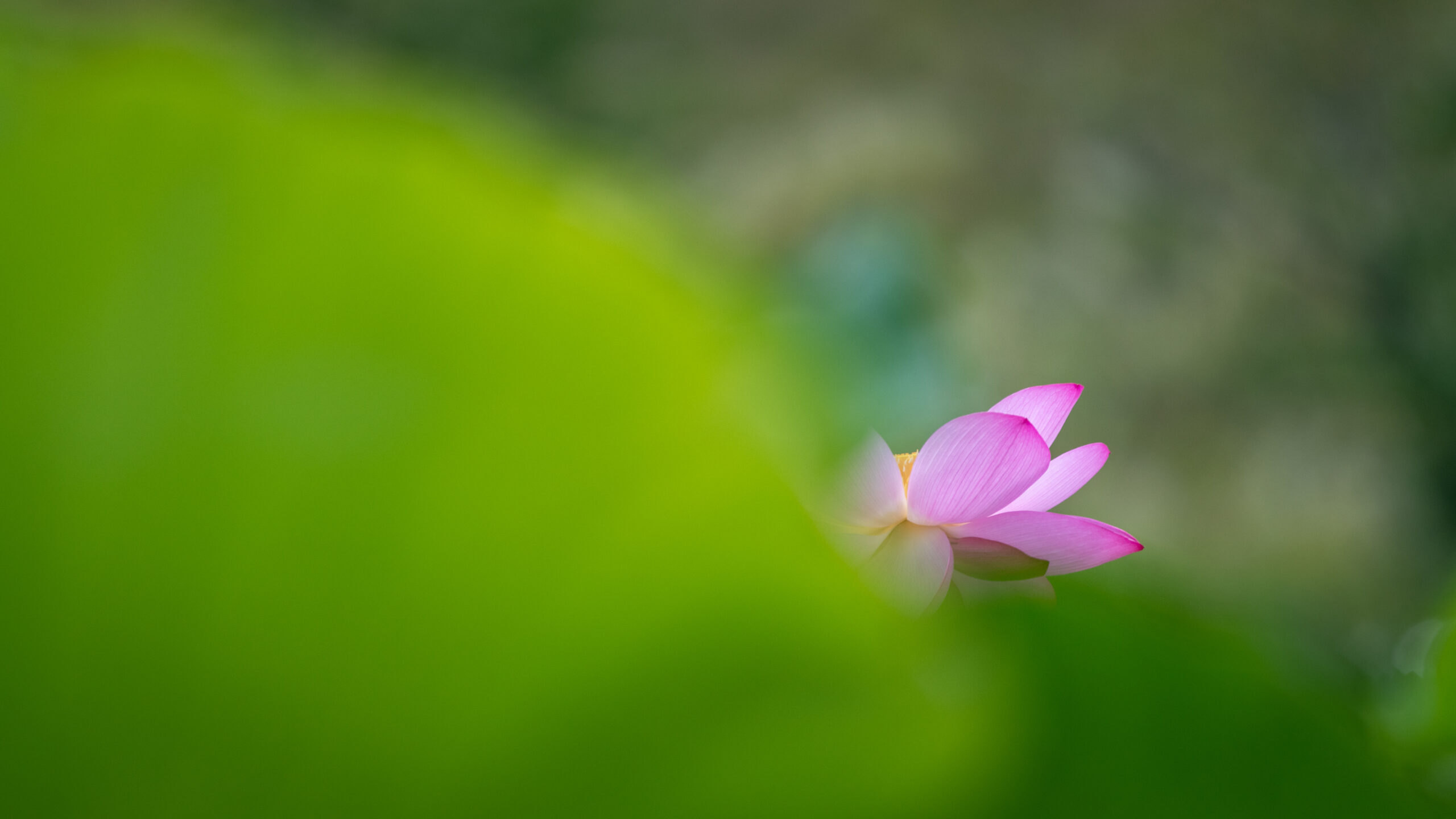 관곡지_20200725_0178