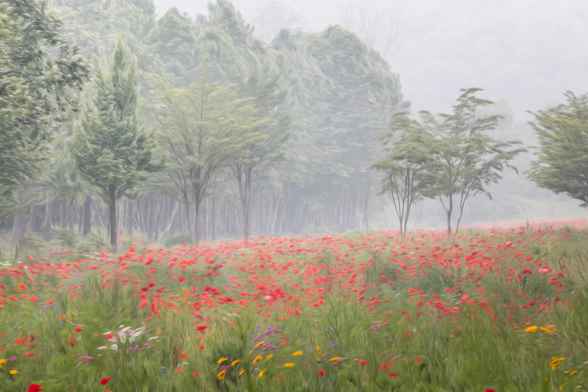 꿈속의 양귀비 꽃밭에서