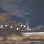 경안천 고니 경안천 고니