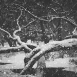 창경궁 회화나무 Pagoda Tree 창경궁 회화나무 Pagoda Tree